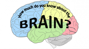 Brain-quiz-620x342